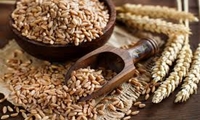 توزیع 490 تن بذر گندم گواهی شده در شهرستان نکا